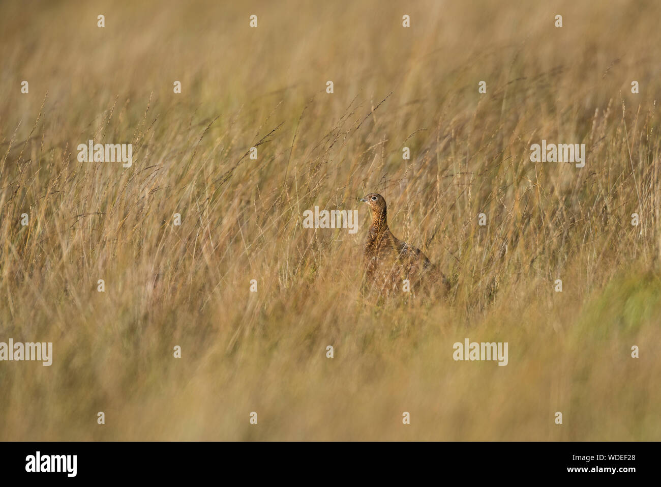 Red Grouse in Yorkshire Moors, unica donna. Foto Stock