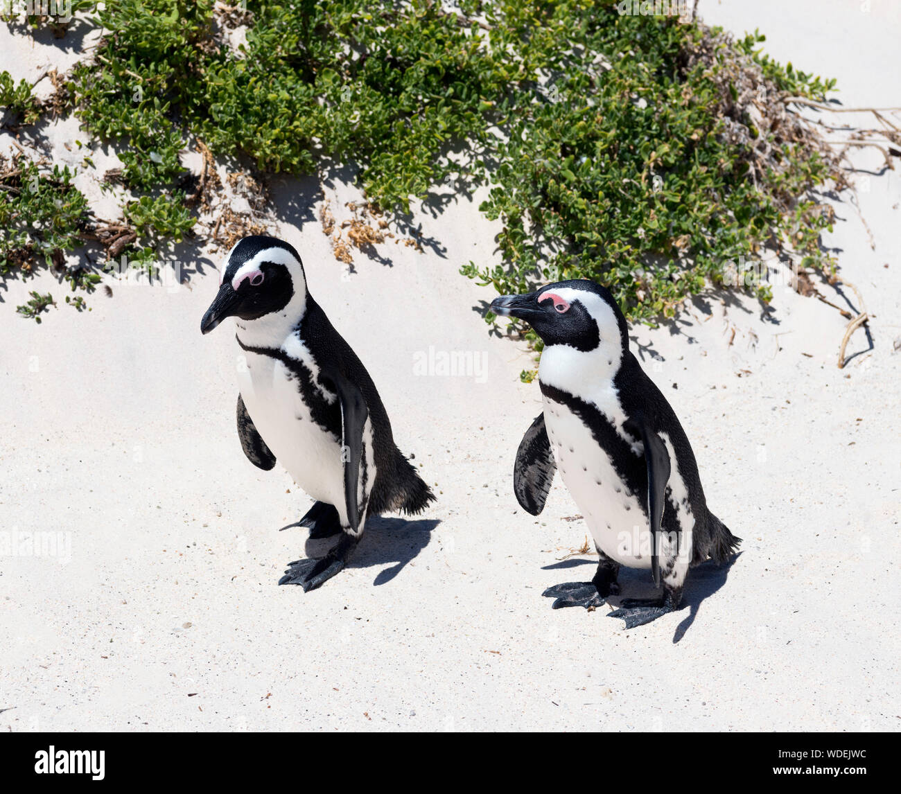 I Penguins africani (Spheniscus demersus) a Boulders Beach, Città di Simon, Cape Town, Western Cape, Sud Africa Foto Stock