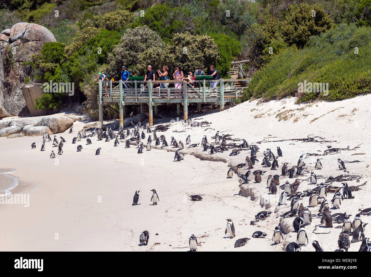 I turisti la visualizzazione di una colonia di pinguini africani (Spheniscus demersus) a Boulders Beach, Città di Simon, Cape Town, Western Cape, Sud Africa Foto Stock