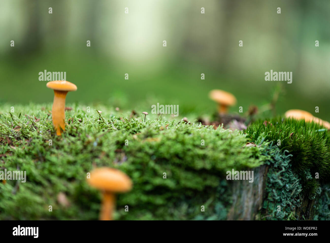 I funghi selvatici che crescono in il muschio, Kielder forest. Foto Stock