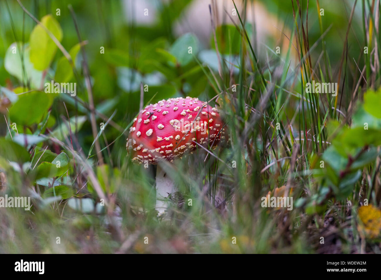 Fly agaric funghi parzialmente occultata in erba. Foto Stock