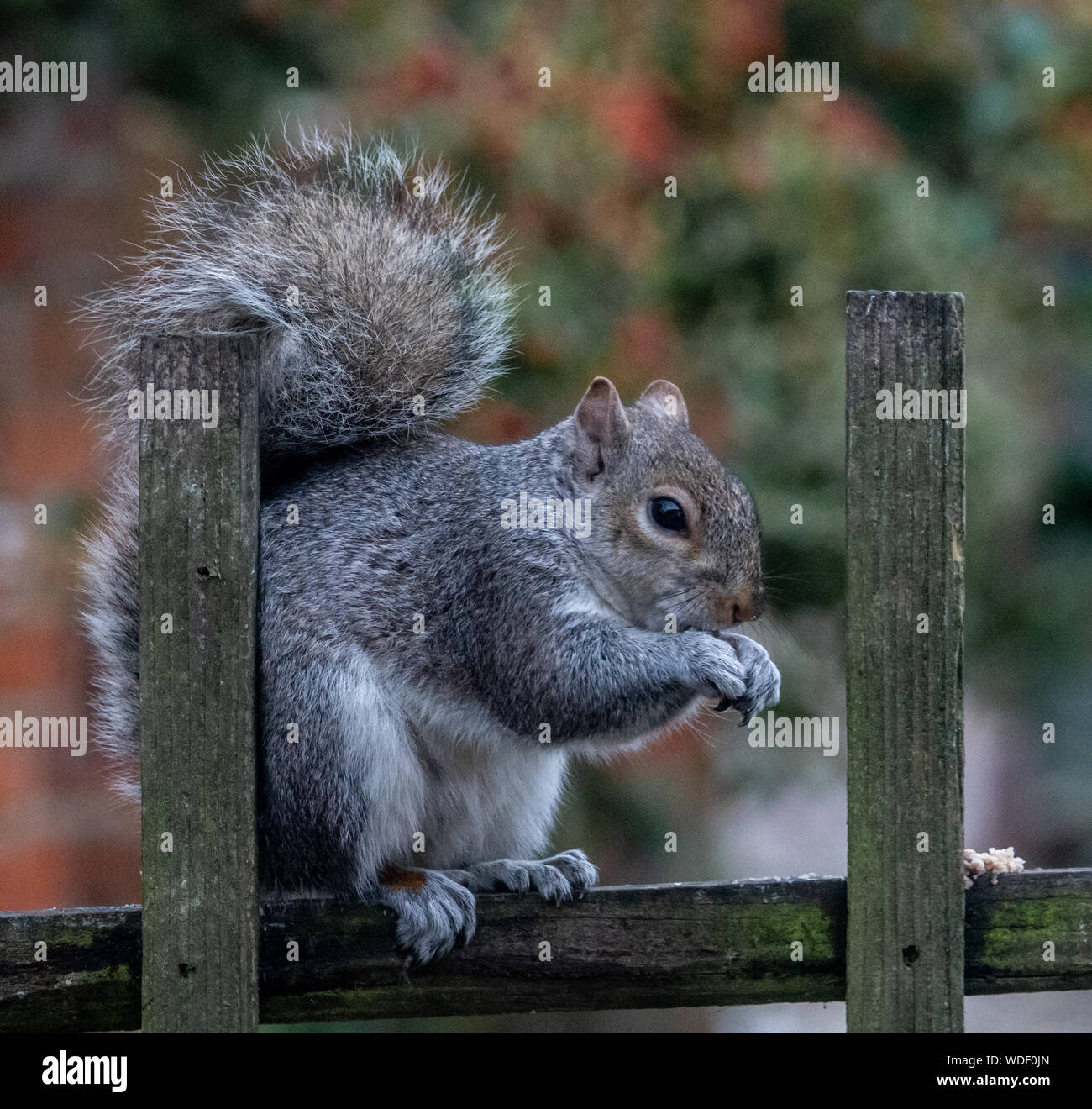 Un Gray Squirrel mangiare sulla parte superiore di alcuni tralicci in legno Foto Stock