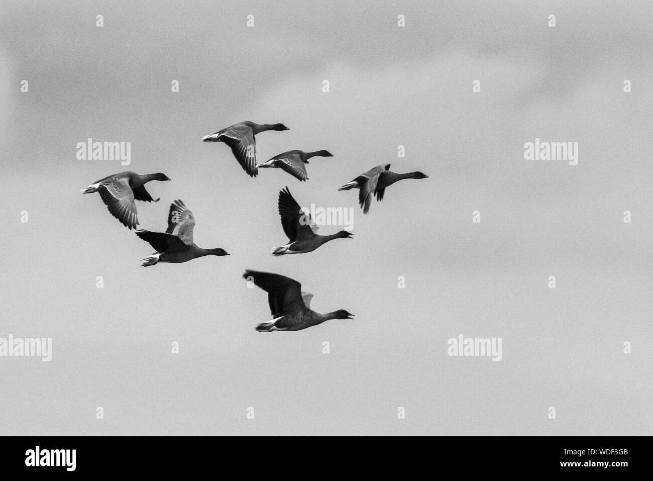 Pink footed oche in volo, in bianco e nero Foto Stock