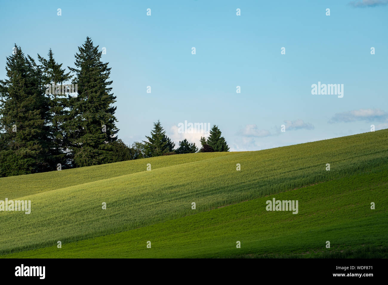 Paesaggio minimalista composizione delle verdi colline della Palouse nello Stato di Washington, con alberi sul lato sinistro. Foto Stock