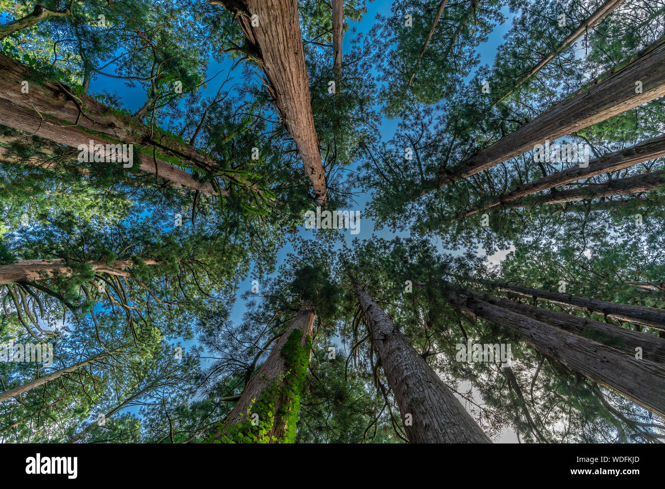 Sugi alberi (Cryptomeria japonica) o cedro giapponese foresta a monte Haguro, uno dei tre monti sacri di Dewa provincia (Dewa Sanzan). Trova Foto Stock