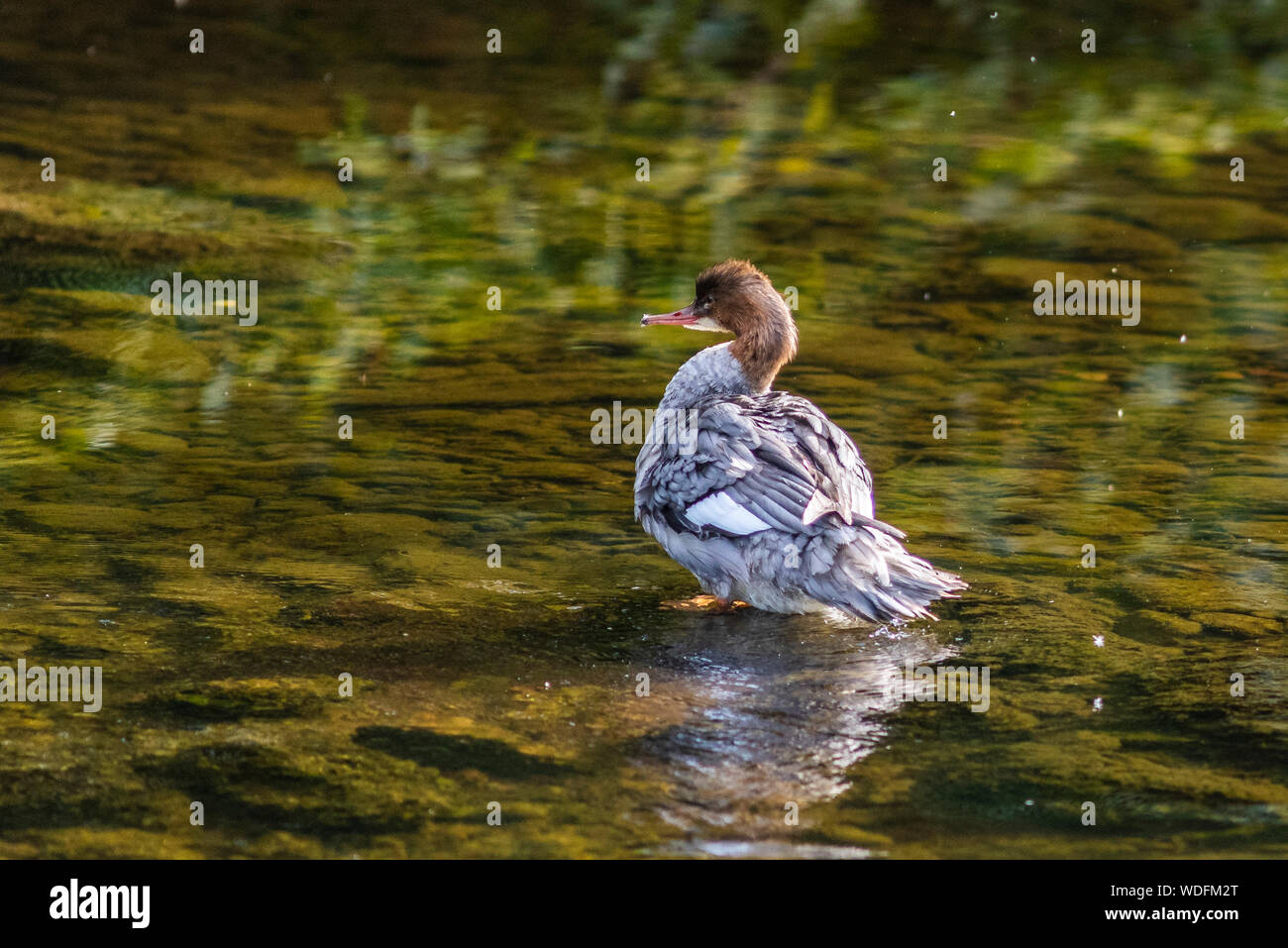 Red breasted merganser, fiume Coquet, Northumberland Foto Stock