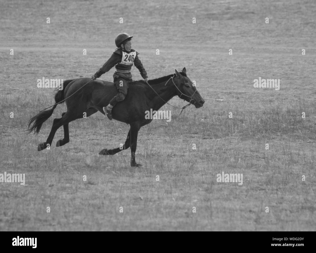 Piloti del Cavallino in Naadam cavallo di razza in concorrenza, Mongolia Foto Stock