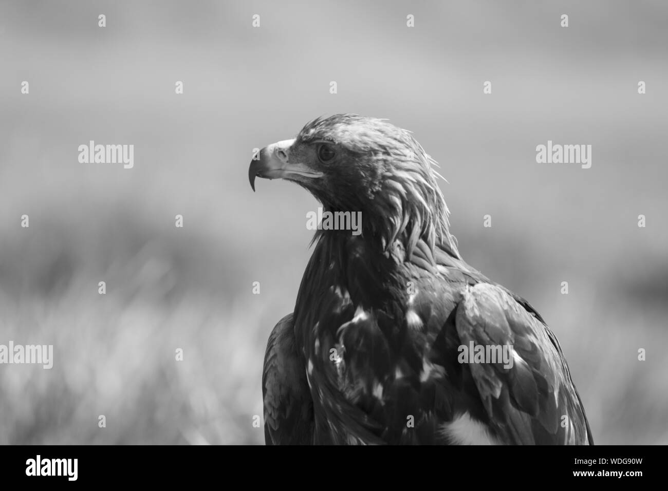 Golden Eagle in Mongolia Foto Stock