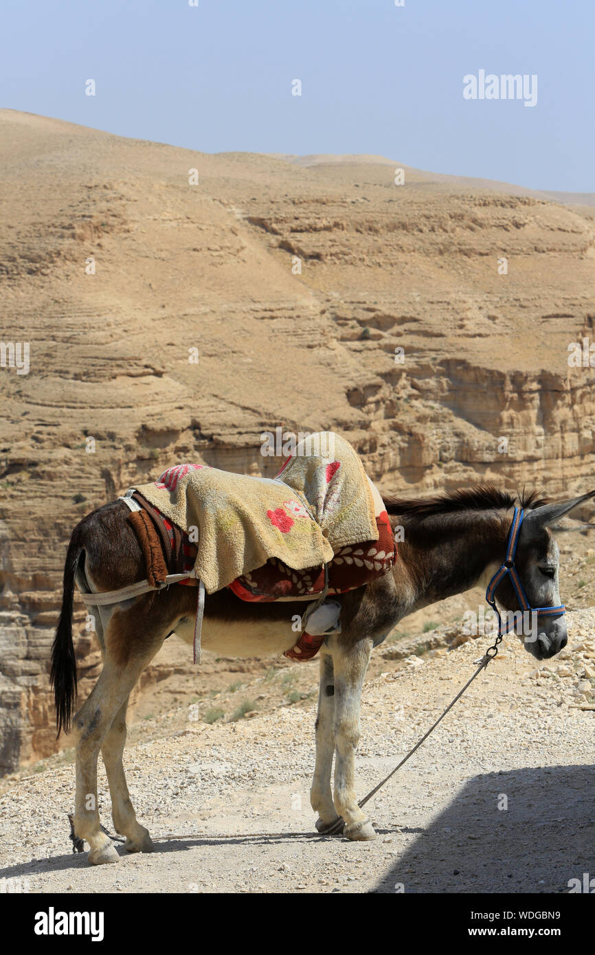 Ane. Deserto della Giudea. La Palestina. Foto Stock