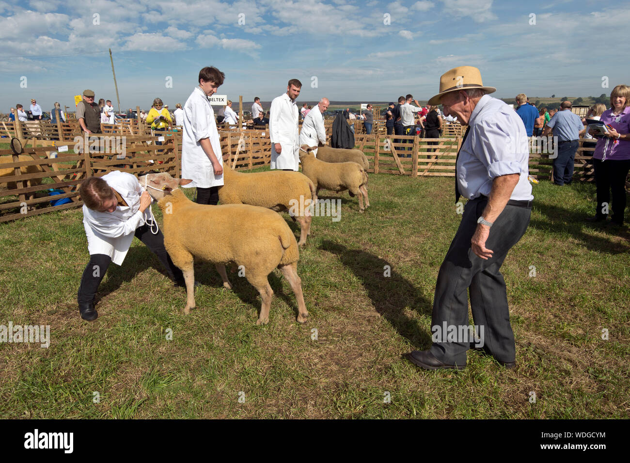 Wensleydale spettacolo agricolo, Leyburn, North Yorkshire, Agosto 2019. A giudicare Charollais arieti. Foto Stock