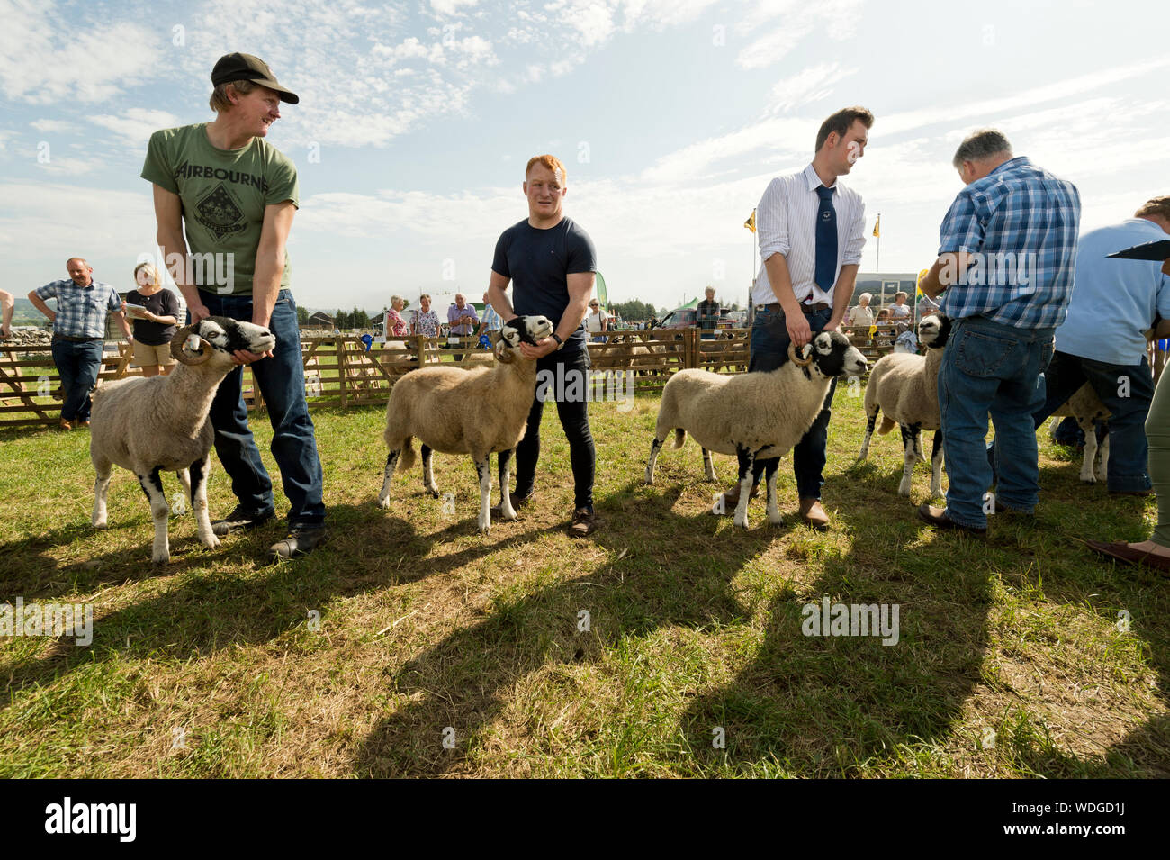 Wensleydale spettacolo agricolo, Leyburn, North Yorkshire, Agosto 2019. A giudicare Swaledale pecore. Foto Stock