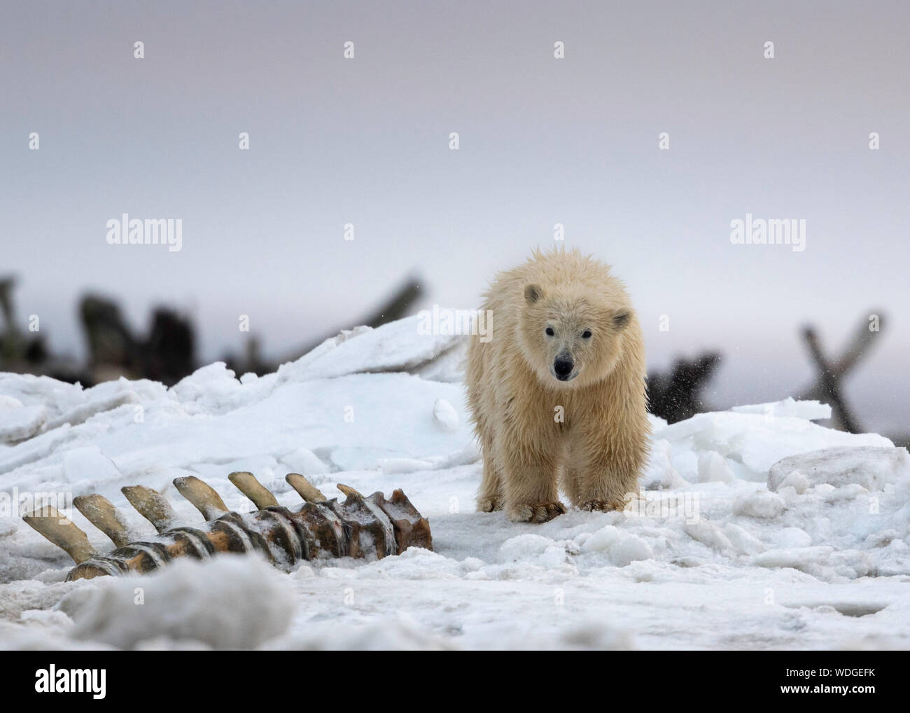 Cucciolo di orso polare (Ursus maritimus), Kaktovik, Alaska, Nord America Foto Stock