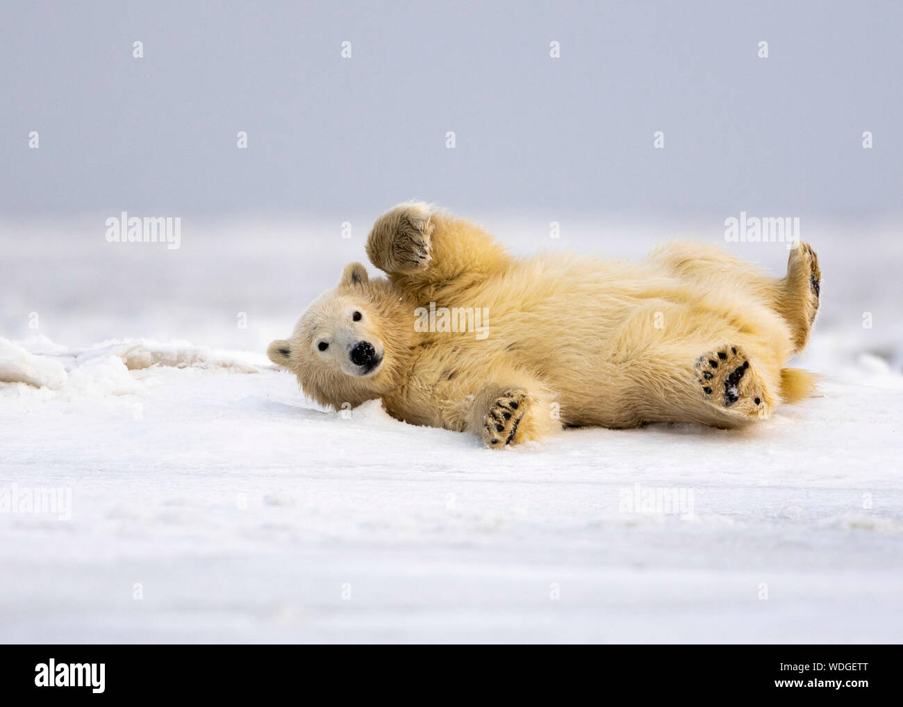 Polar Bear Cub pelliccia di pulizia sulla neve dopo assistenza infermieristica con MOM, Kaktovik, Alaska Foto Stock