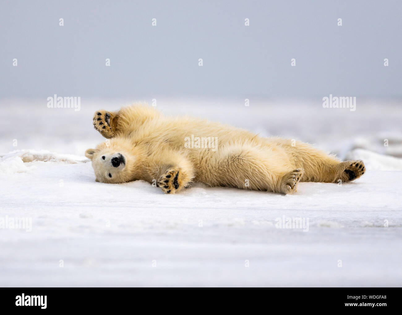 Cucciolo di orso polare (Ursus maritimus), Kaktovik, Alaska, Nord America Foto Stock