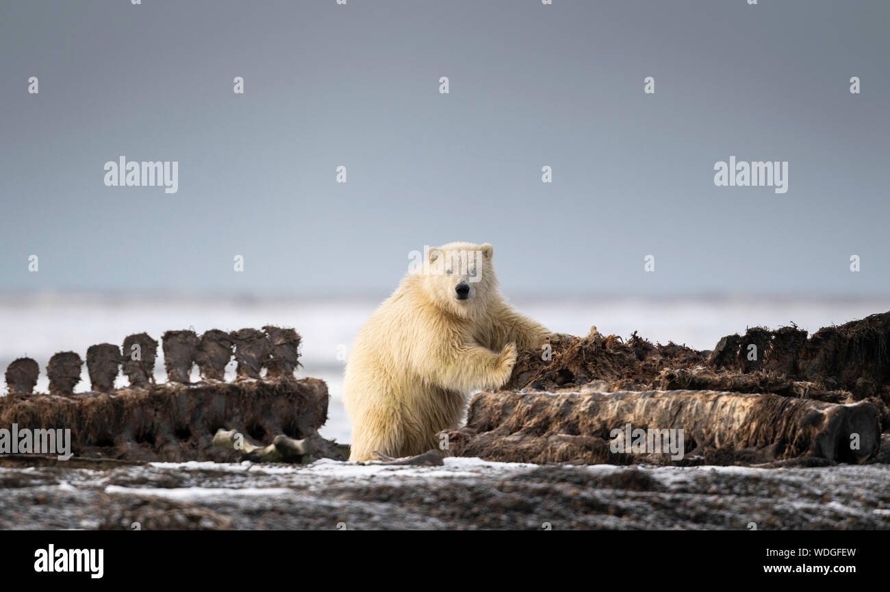 Cucciolo di orso polare (Ursus maritimus), Kaktovik, Alaska, Nord America Foto Stock