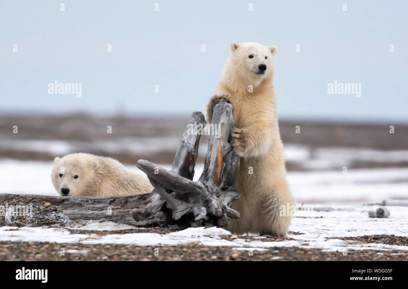 Cucciolo di orso polare (Ursus maritimus), Kaktovik, Alaska, Nord America Foto Stock