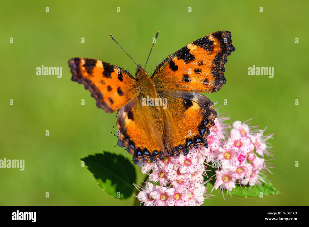 Grande Tartaruga - Nymphalis polychloros, bella brushfoot butterfly dall unione di prati e arbusti, Repubblica Ceca. Foto Stock