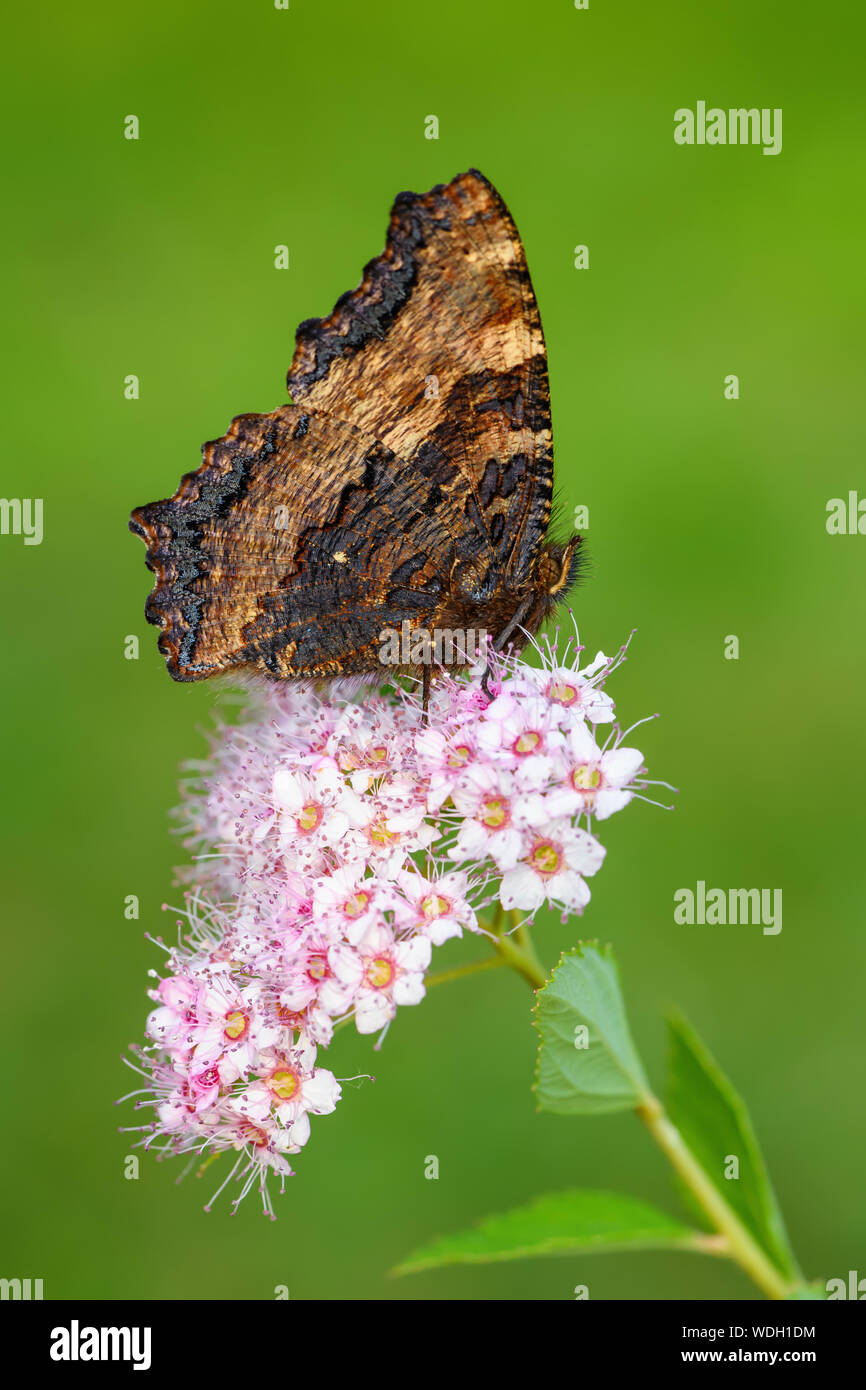 Grande Tartaruga - Nymphalis polychloros, bella brushfoot butterfly dall unione di prati e arbusti, Repubblica Ceca. Foto Stock