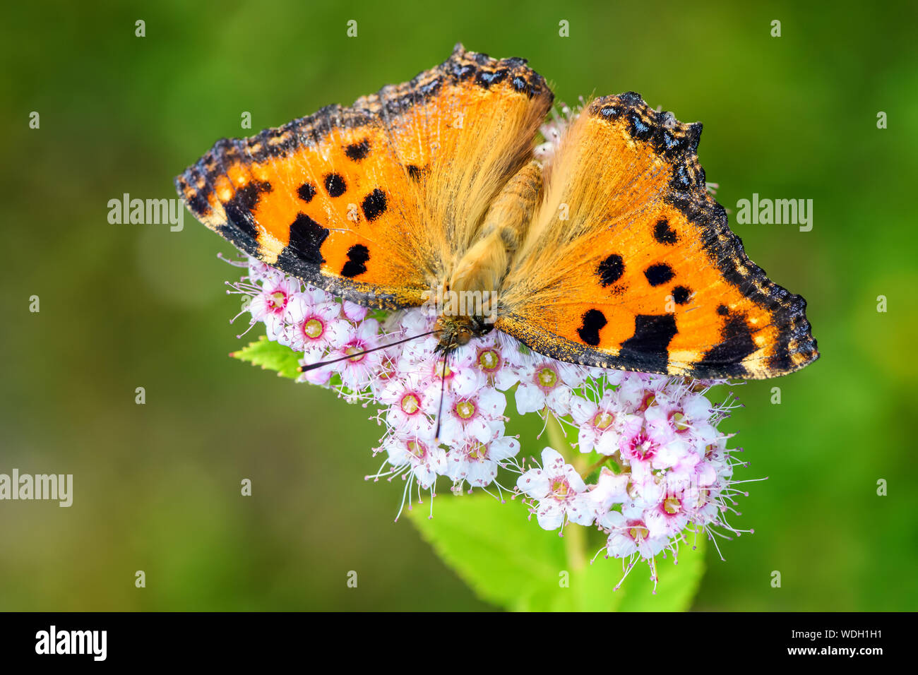 Grande Tartaruga - Nymphalis polychloros, bella brushfoot butterfly dall unione di prati e arbusti, Repubblica Ceca. Foto Stock