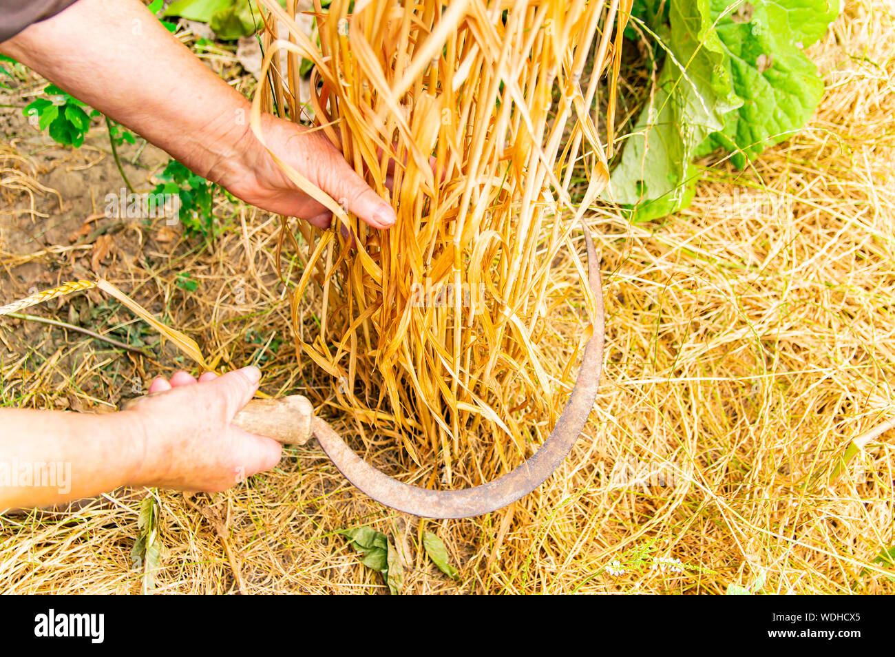 La falce in mano - la raccolta di frumento. Posto per il testo. Strumento di lavoro. Sfondo. Foto Stock