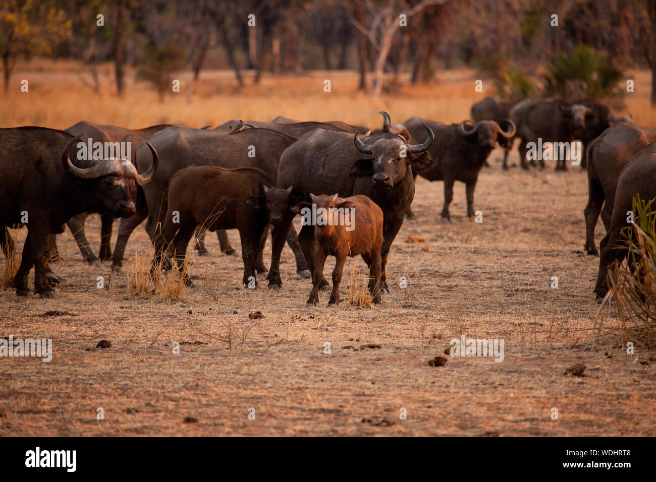 Un vitello giovane si affaccia su di una mandria di African Cape Buffalo al crepuscolo. Uno dei cinque grandi e considerato come alcuni dei più pericolosi animali in Africa. Foto Stock