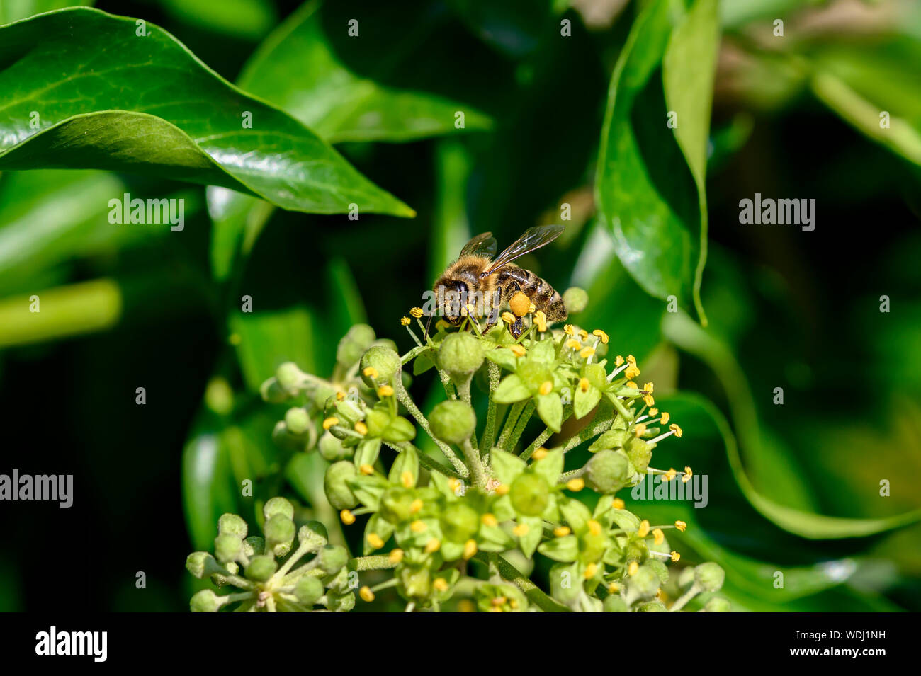 Ripresa macro di un ape seduto sul fiore di un edera e succhiare il nettare con la sua proboscide. Foto Stock