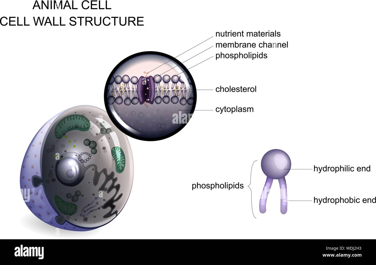 Illustrazione vettoriale di una cellula animale. struttura della parete cellulare Illustrazione Vettoriale