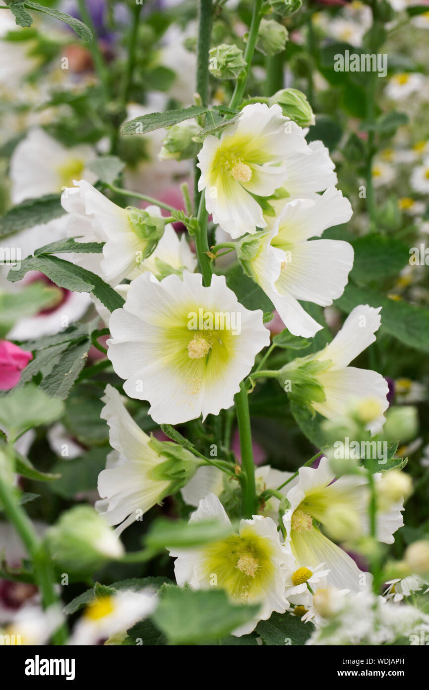 Alcea rosea "Alone bianco". Hollyhock "Alone Bianco fiore". Foto Stock