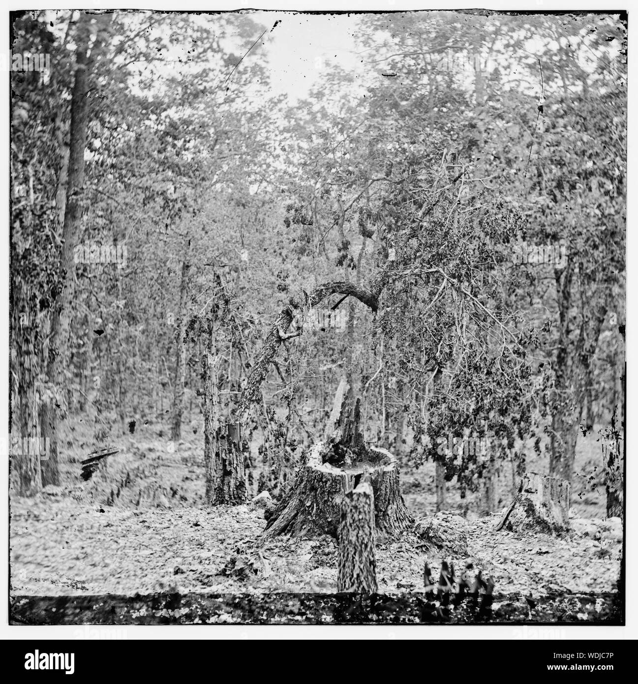 Gettysburg, Pennsylvania. Legni su Culp's Hill che mostra l'effetto del musket fire Foto Stock