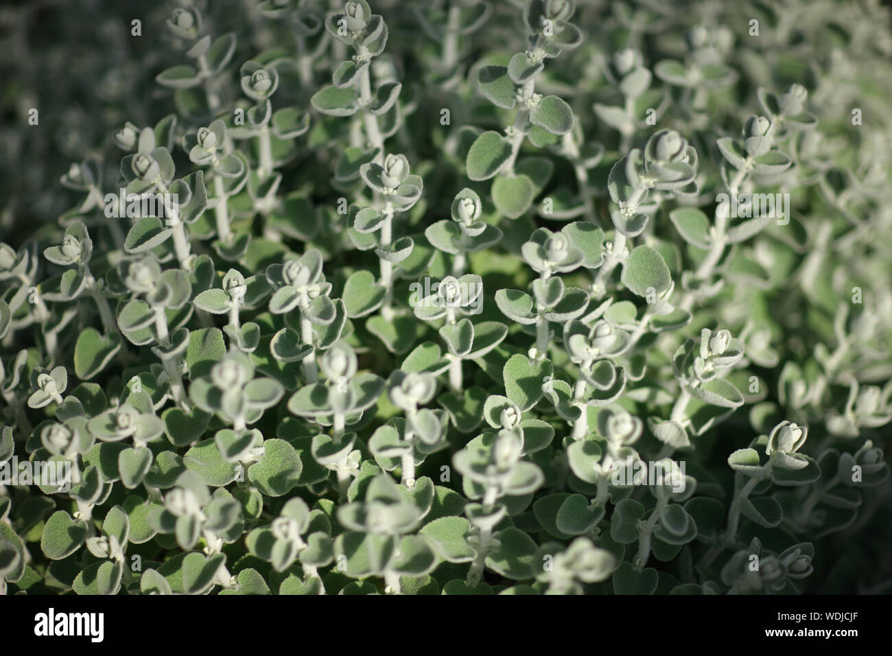 Gambi sottili di una pianta ornamentale con foglie rotonde Foto Stock