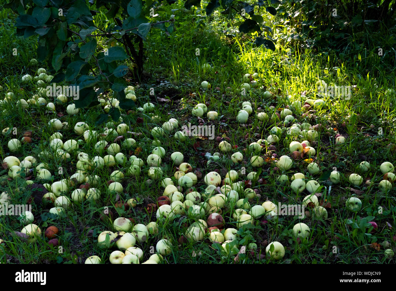 Fresco e mele marce in giardino. Raccolti in autunno, estate sfondo del raccolto. I frutti selvatici sul terreno nella foresta. Prodotto stagionale, la raccolta di carta da parati, bac Foto Stock