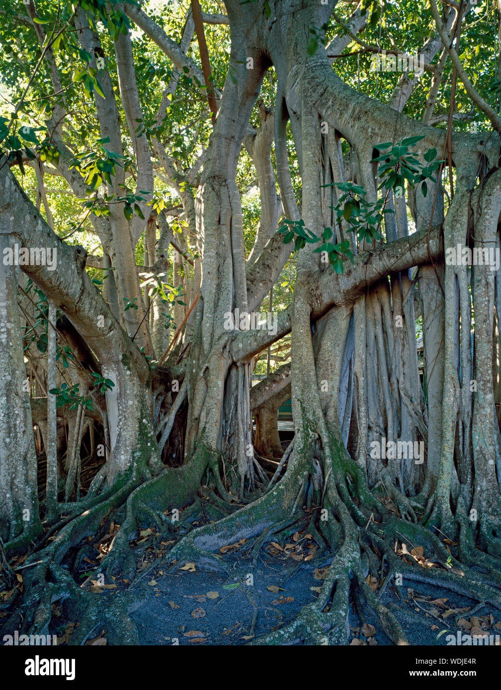 Giant banyan tree al di fuori dell'inverno home e laboratorio di Thomas Edison, Fort Myers, Florida Foto Stock
