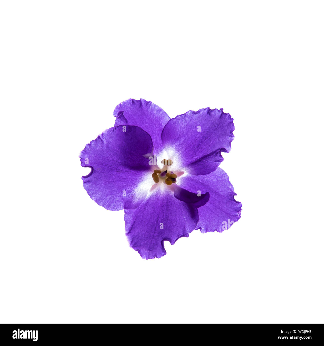 Viola fiore violaceo isolati su sfondo bianco. Fiore luminoso vista dall'alto. Primavera, estate, autunno flora. Impianto sulla tabella di colore concept Foto Stock