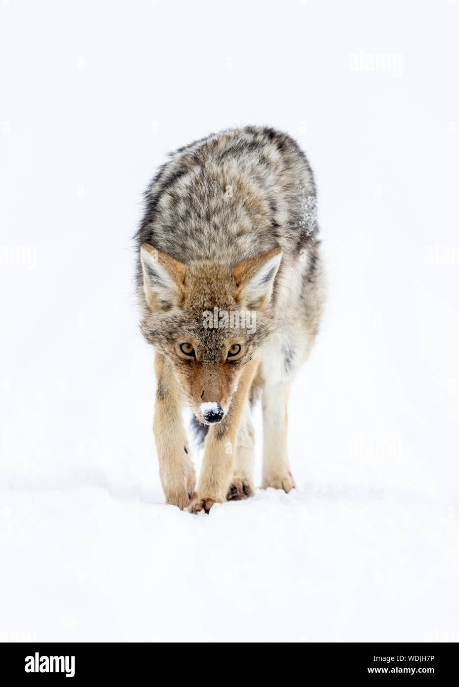 Coyote caccia all'interno Haden Valley, il Parco Nazionale di Yellowstone, STATI UNITI D'AMERICA Foto Stock