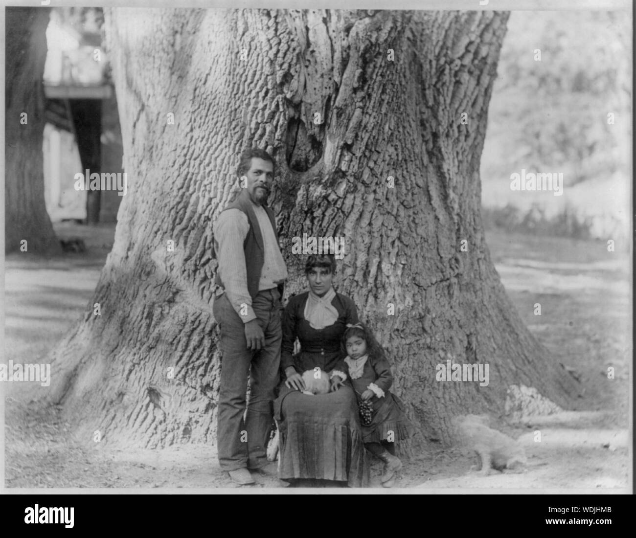 Gigantesca quercia sul Tejon Ranch, Kern County, California Indian uomo donna e bambina di fronte all'albero Abstract/medio: 1 stampa fotografica. Foto Stock