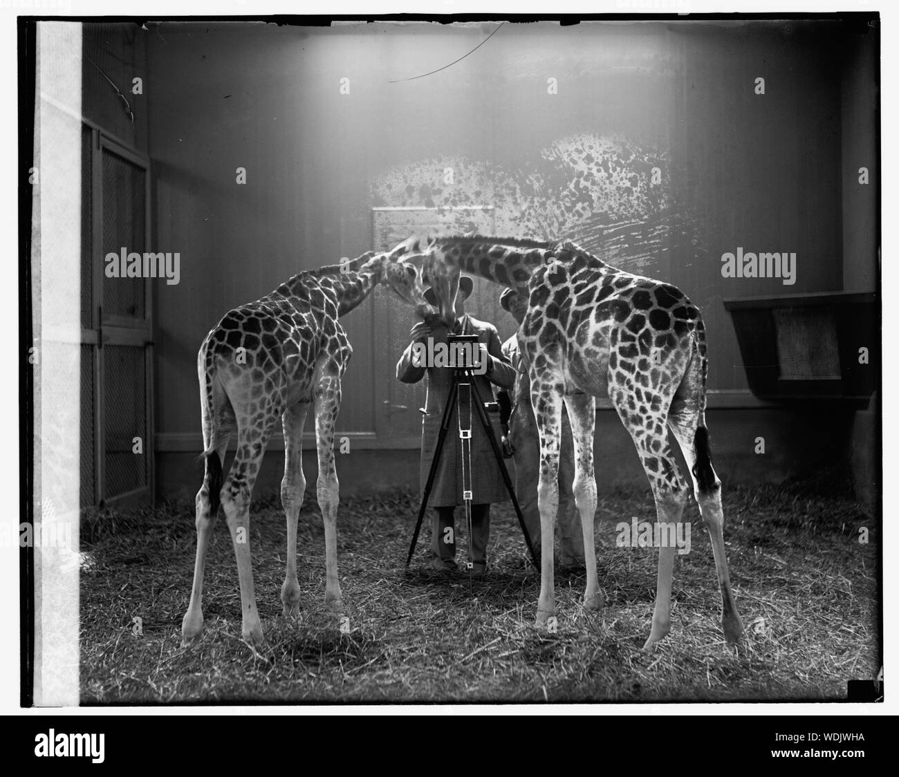 Le giraffe Abstract/medio: 1 negativi : vetro 4 x 5 in. o più piccolo Foto Stock