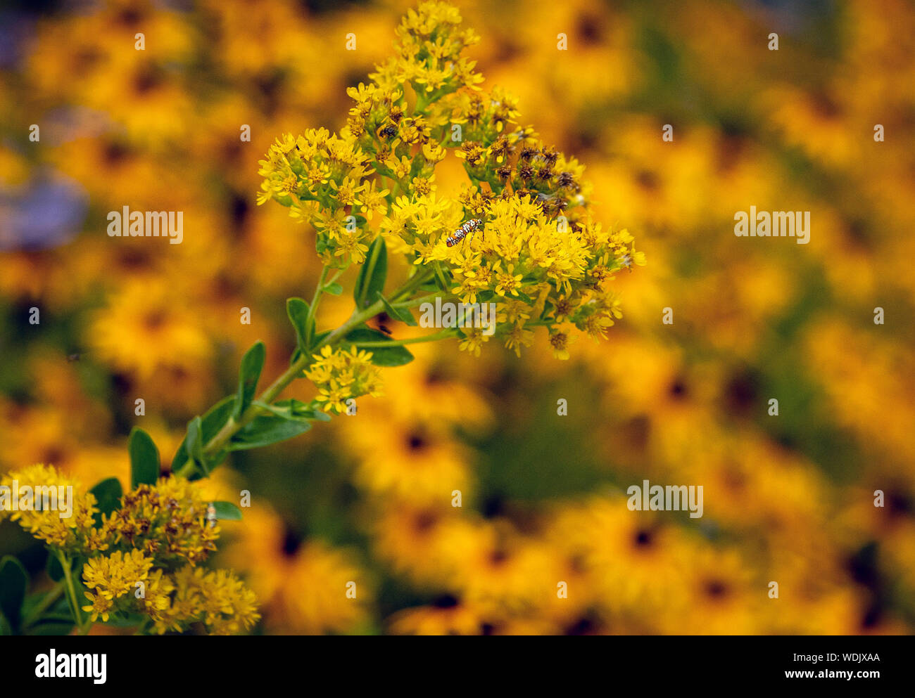 Massa giallo Foto Stock