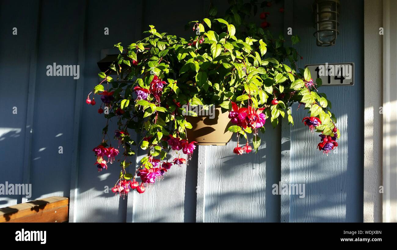 Fiore Fucsia sulla parete Foto Stock
