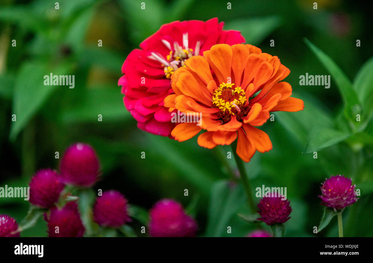 Il giardino brillante Foto Stock