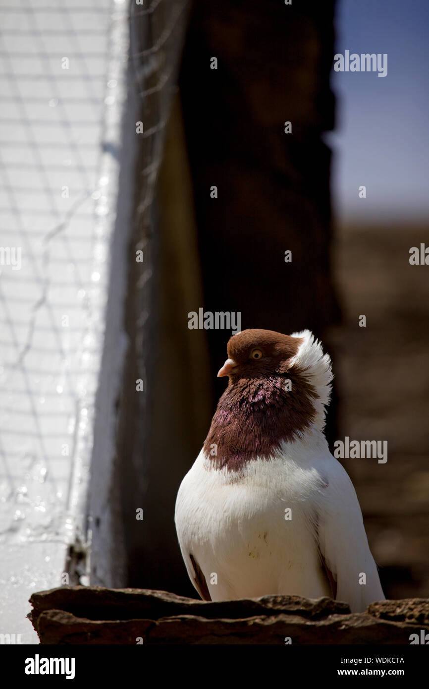 Nun Pigeon Foto Stock