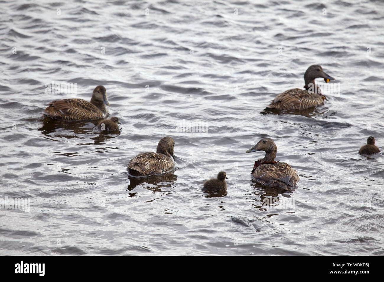 Eider femmina anatre e papere in acqua Foto Stock