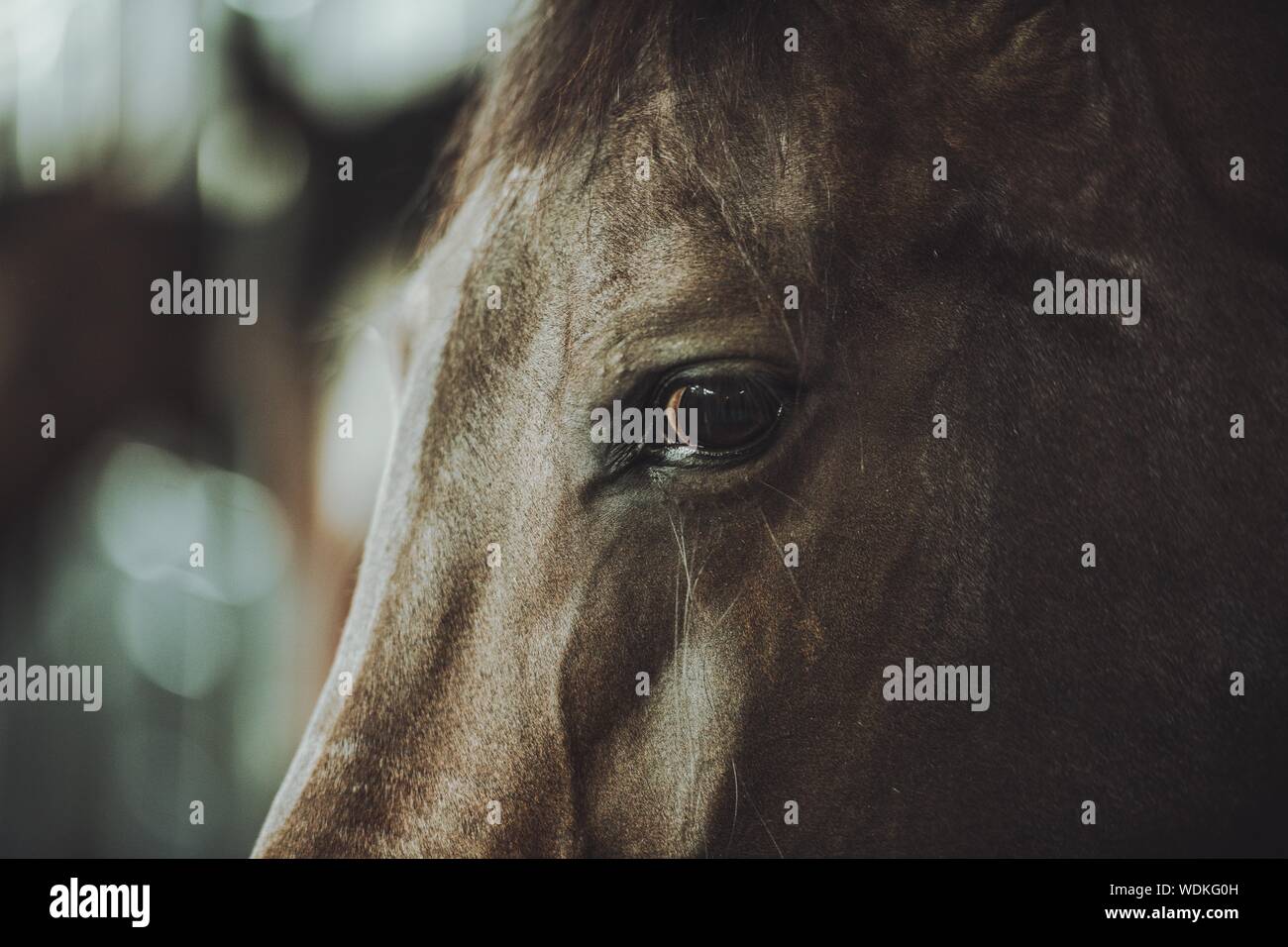 Testa di cavallo e Eye Closeup. Struttura equestre del tema. Foto Stock