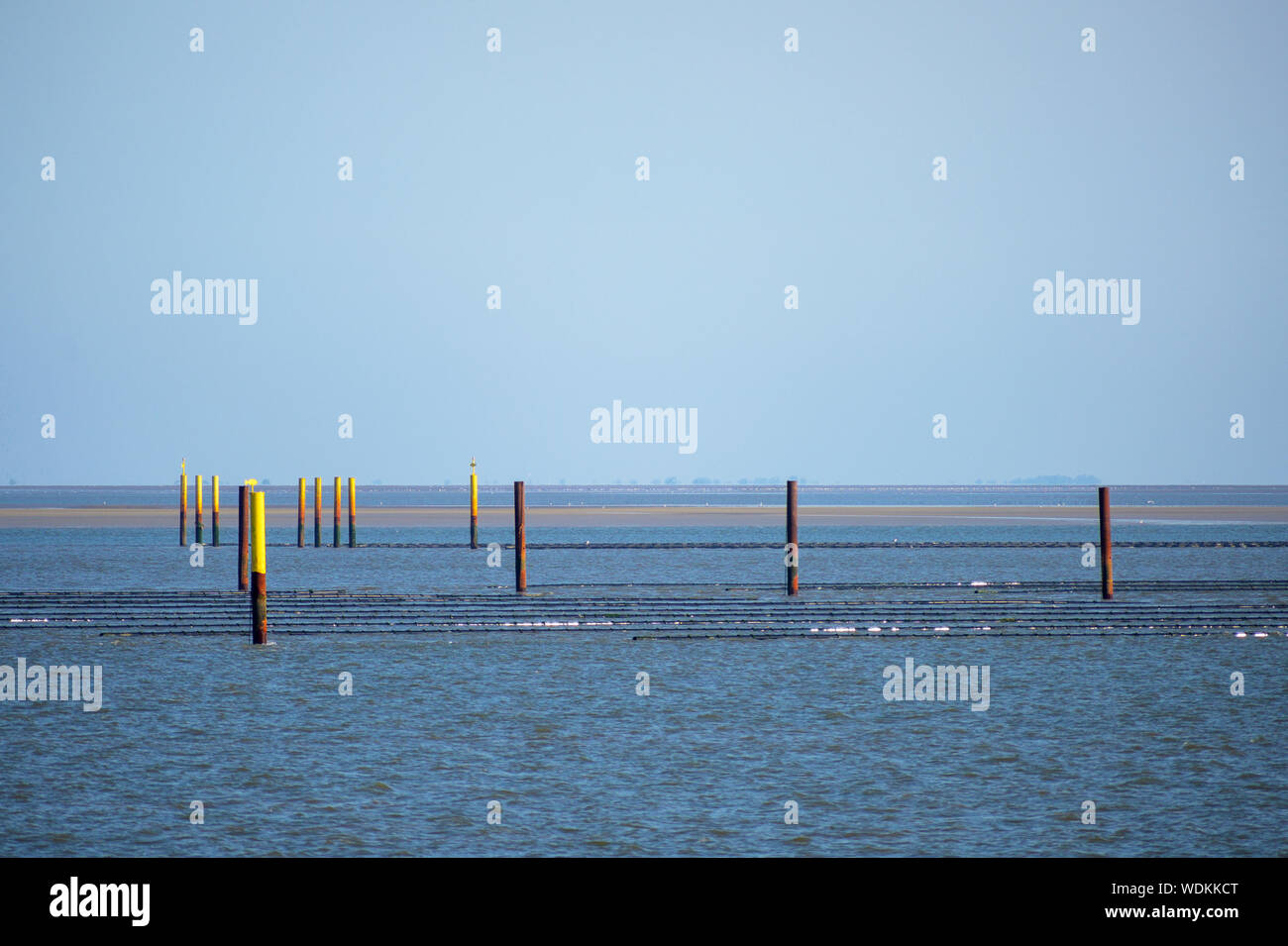 Acquacoltura, cozza artificiale banche nel mare del Nord a bassa marea vicino a Friesland, Germania, spazio di copia Foto Stock