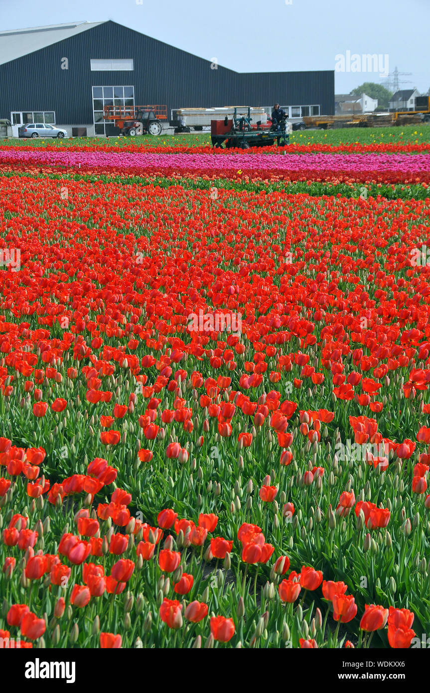 Campo di tulipani, Campo dei Fiori, Paesi Bassi, Europa Foto Stock
