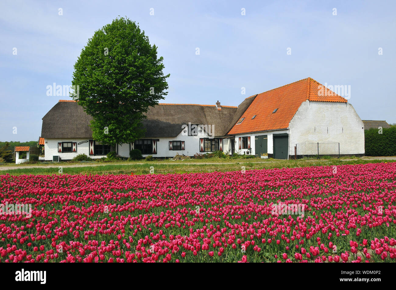 Campo di tulipani, Campo dei Fiori, Paesi Bassi, Europa Foto Stock