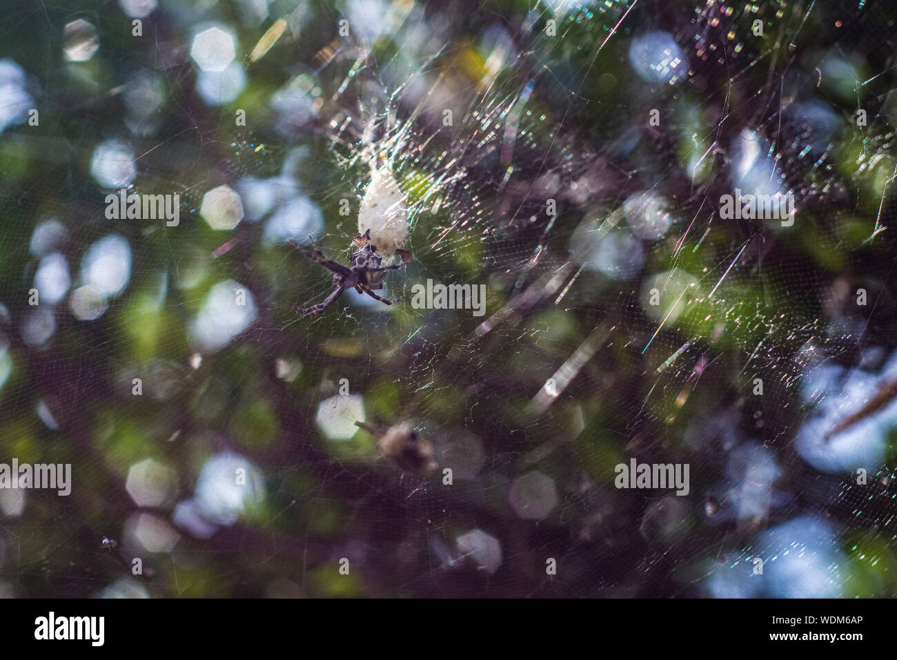 Bella spider web vicino alla nostra casa estiva Foto Stock