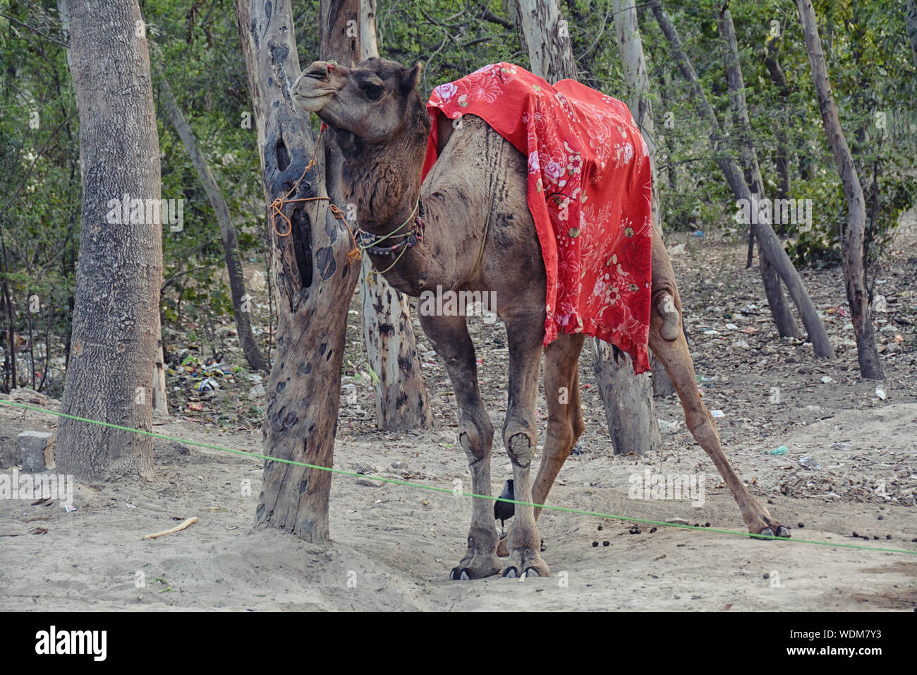 Camel appoggiato vicino all'ingresso in Taj Mahal Foto Stock