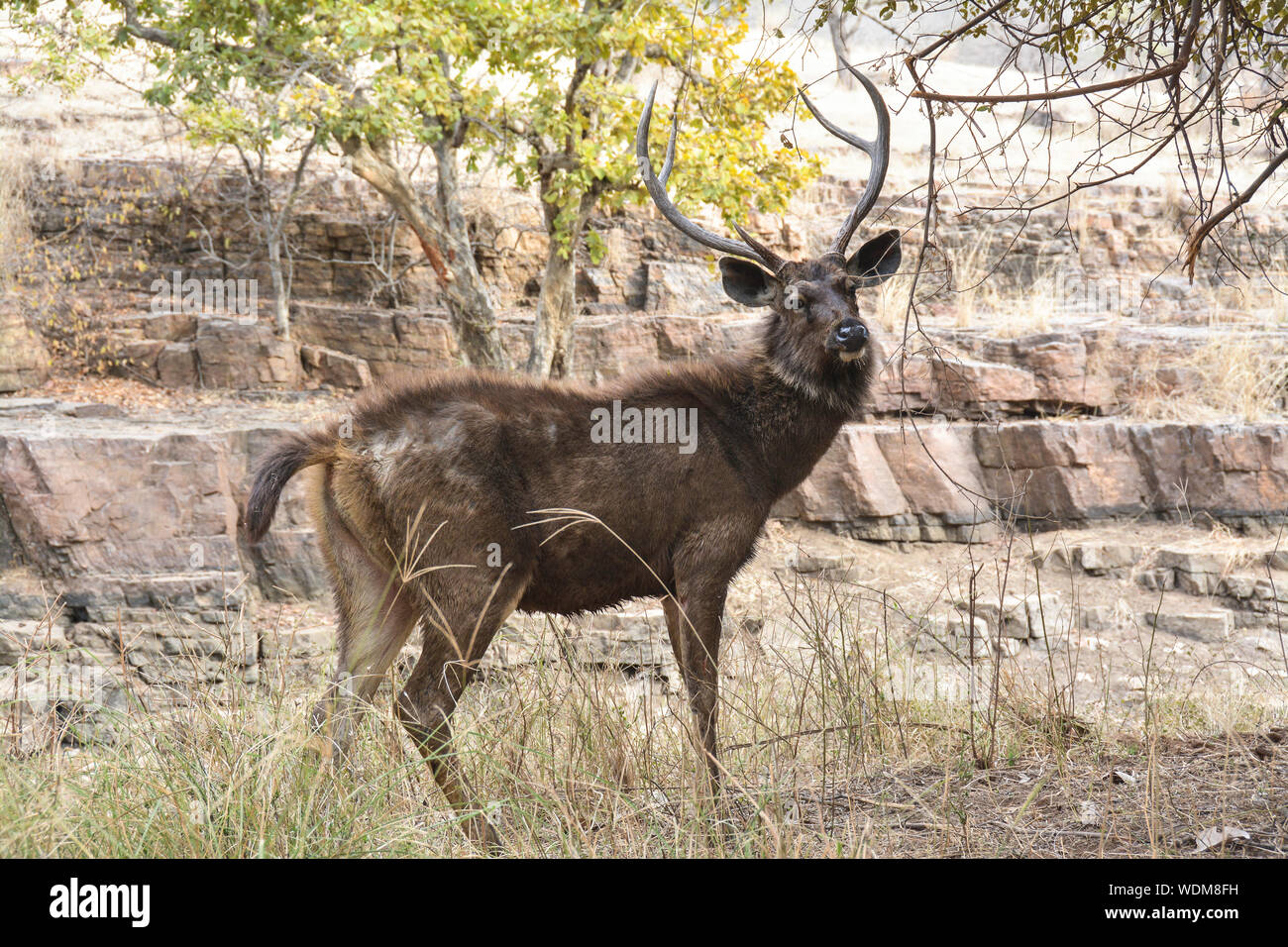 Deer Jump Prenotazione in Rathambore, India Foto Stock