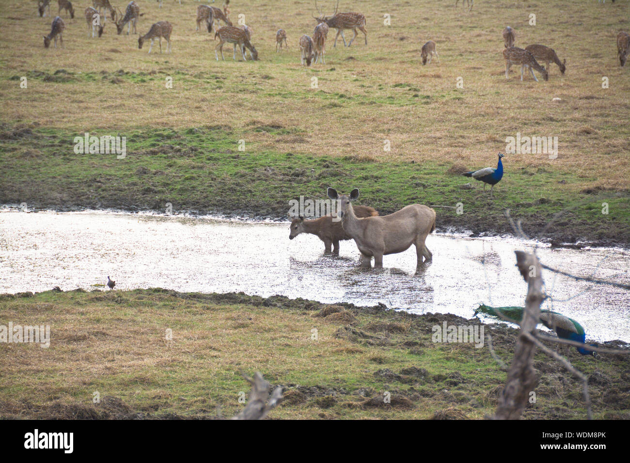 Deer Jump Prenotazione in Rathambore, India Foto Stock