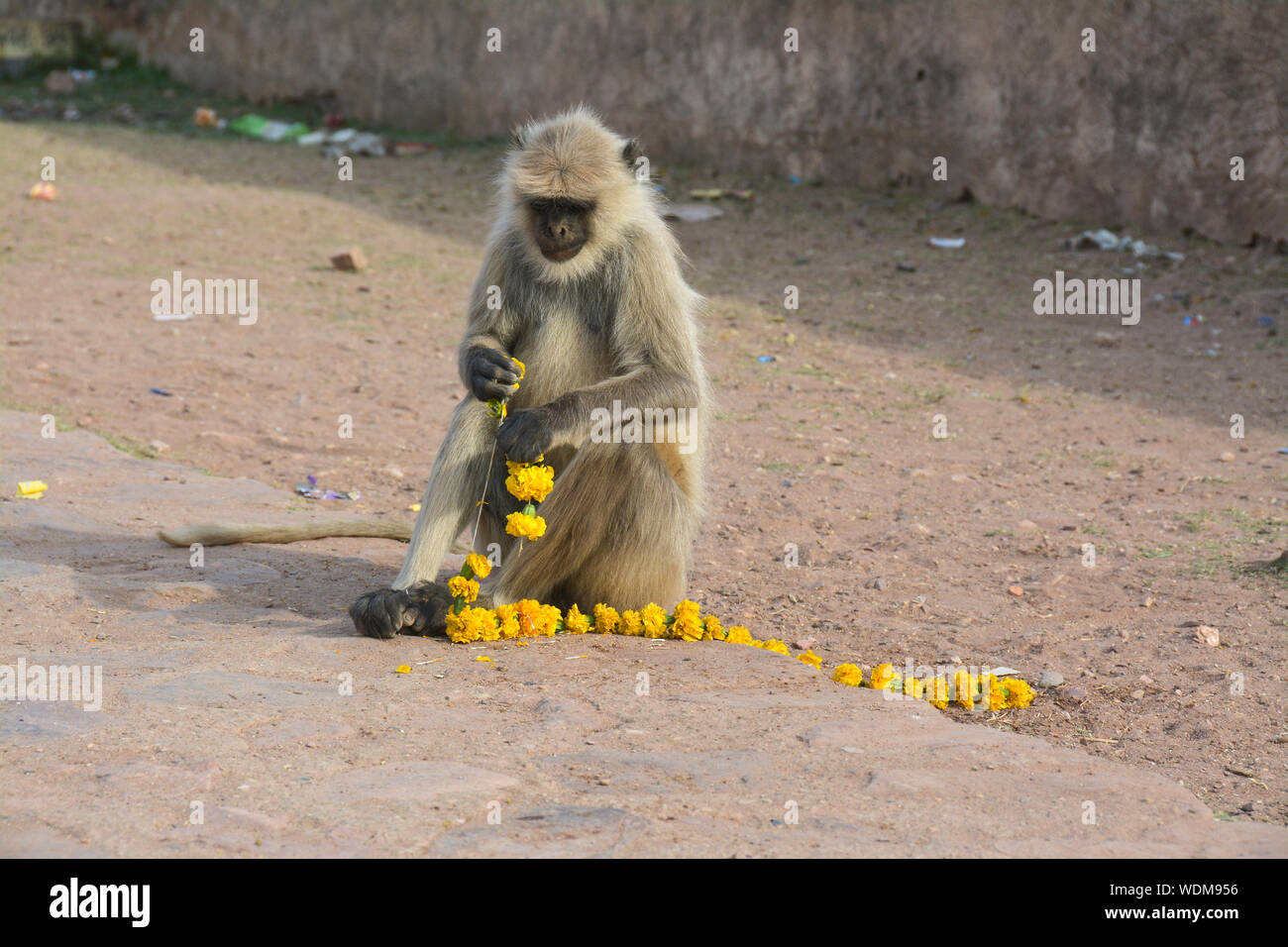 Le scimmie, di animali selvatici e domestici di India Foto Stock